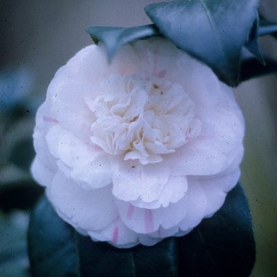 Lilla Fletcher Inman